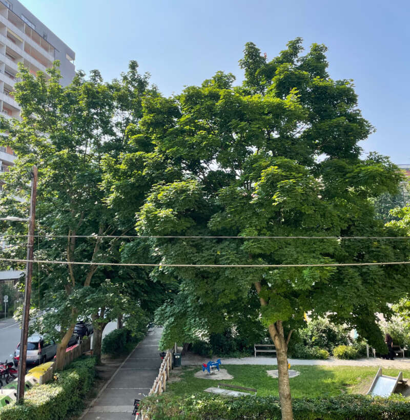 Gepflegte und sonnige 2 - Zimmer - Altbauwohnung am Park